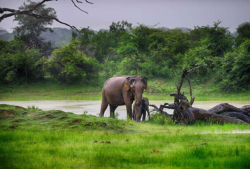 Hambantota Port: Udawalawe Safari Tour & Transit Home Visit - Key points to know before you go