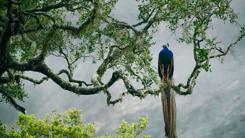 Hambantota Port: Udawalawe Safari Tour & Transit Home Visit - What you might see inside the park