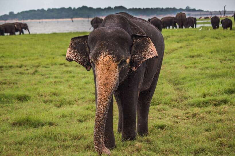 Hambantota Port: Udawalawe Safari Tour & Transit Home Visit - The Elephant Transit Home visit