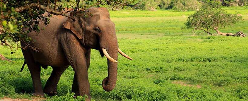 Hambantota Port: Udawalawe Safari Tour & Transit Home Visit - What the $51 price really buys you