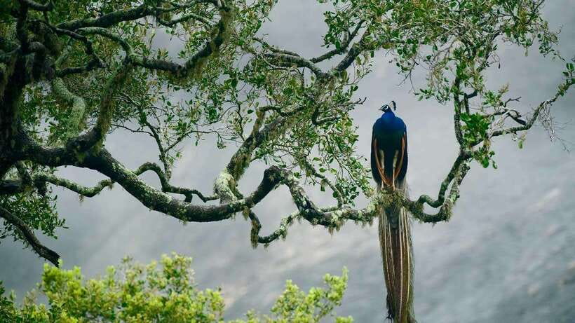 Hambantota Port: Yala National Park Safari (Shore Excursion) - What the five-hour safari is likely to feel like