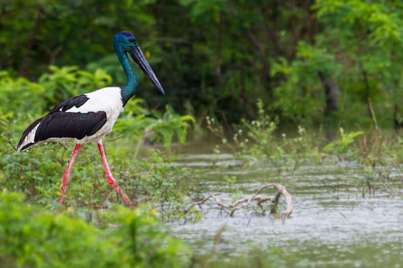 Hambantota Port: Yala National Park Safari (Shore Excursion) - The main risks: reliability and language