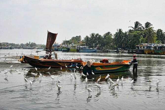 Heritage & Cultural Walk in Negombo - Local food, coconuts, and small pauses
