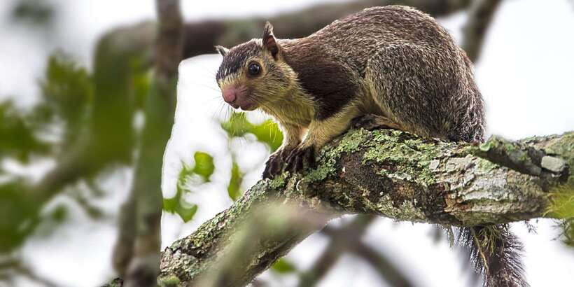 Hikkaduwa/Galle/Weligama/Mirissa/Tangalle: Yala Safari Tour - Elephants, crocodiles, buffalo, and smaller creatures
