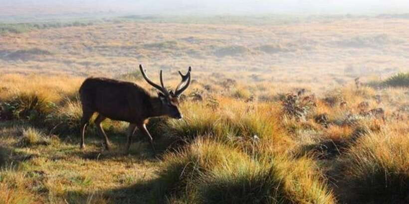 Horton plains: Discover real essence of central highland - Tea plantation life around Nuwara Eliya