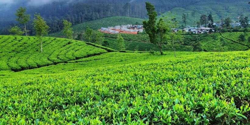 Horton plains: Discover real essence of central highland - Who this private day suits best