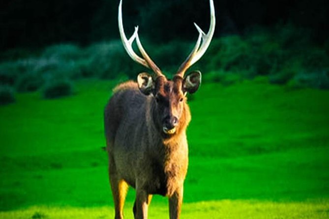 Horton Plains-World's End Tour From Nuwaraeliya - Baker’s Falls and the return walk
