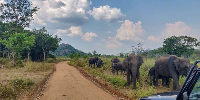 Hurulu Eco Park: 3-Hour Morning or Evening Safari - Key points to know before booking