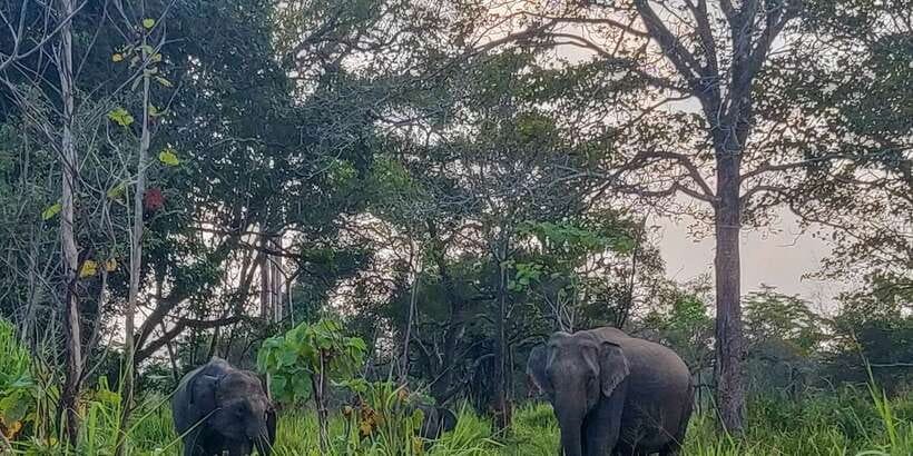 Hurulu Eco Park: 3-Hour Morning or Evening Safari - Why Hurulu is part of the elephant circuit