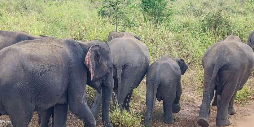 Hurulu Eco Park: 3-Hour Morning or Evening Safari - Elephants are the reliable highlight