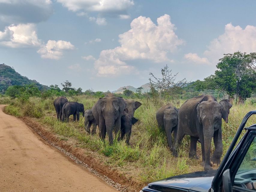 Hurulu Eco Park: 3-Hour Morning or Evening Safari - What the $24 price really covers