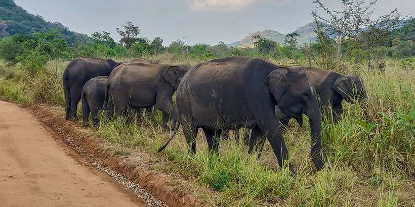 Hurulu Eco Park: 3-Hour Morning or Evening Safari - Meeting the jeep at Hurulu Eco Park