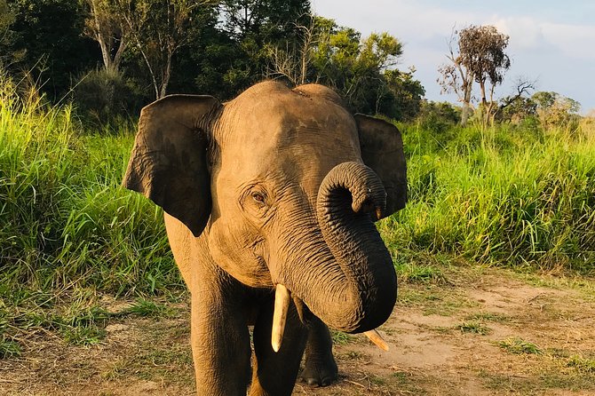 Hurulu Eco Park Half Day Safari - Why Minneriya Is the Big Draw