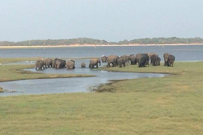 Hurulu eco park jeep safari - Key points to know before booking