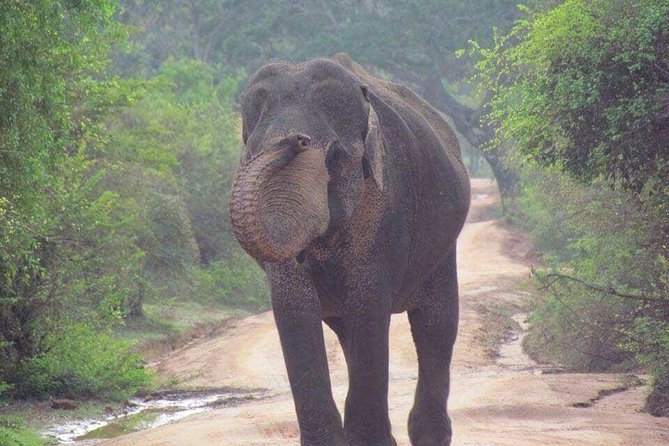 Hurulu eco park jeep safari - The Habarana starting point and park choice