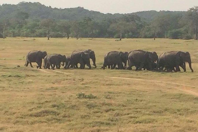 Hurulu eco park jeep safari - What the private Jeep ride is like