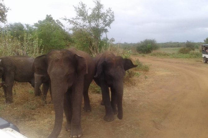 Hurulu eco park jeep safari - The three-hour wildlife stop