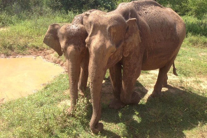 Hurulu eco park jeep safari - Where the experience earns its good rating