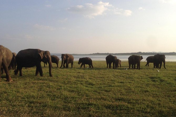 Hurulu eco park jeep safari - Sunrise or late afternoon: choosing the better departure