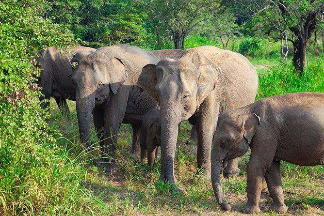 Hurulu Eco Park Private Safari - Key points before you book