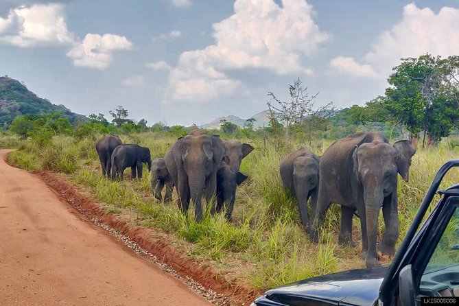 Hurulu Eco Park Private Safari - Why Hurulu Eco Park is a good place for elephants