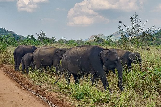 Hurulu Eco Park Private Safari - The value of a private jeep and a good tracker