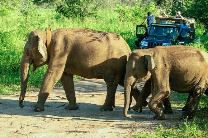 Hurulu Eco Park Private Safari - Morning or afternoon: choosing the better departure