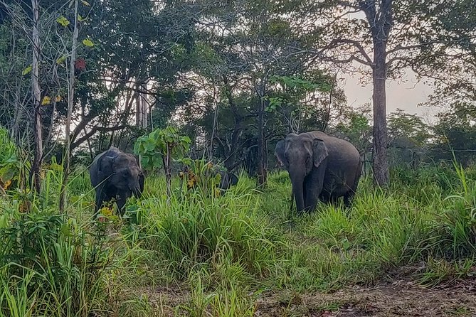 Hurulu Eco Park Private Safari - Pickup from Habarana and nearby hotels