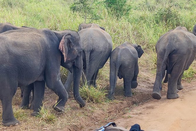 Hurulu Eco Park Private Safari - What the safari feels like in practice
