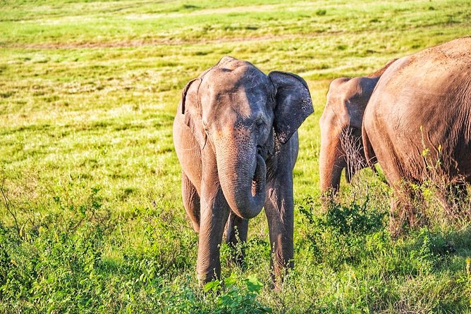 Hurulu Eco Park Private Safari - What you are most likely to see