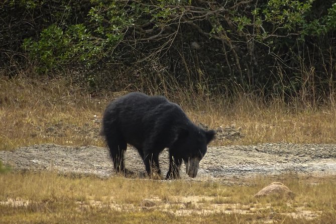 Jeep Safari at Kumana National Park - Key things to know before booking
