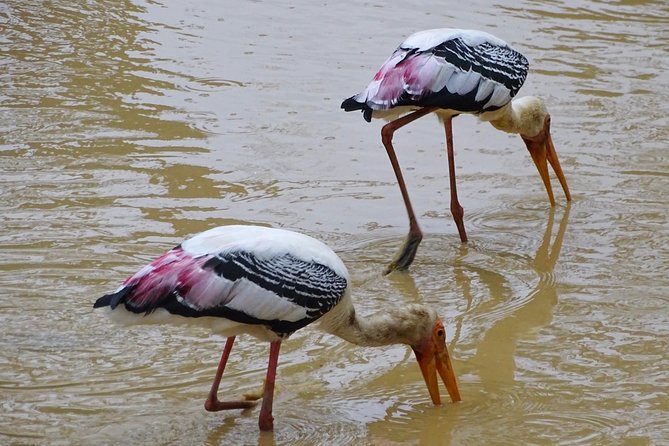 Jeep Safari at Kumana National Park - Why Kumana is worth your time