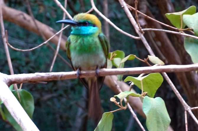 Jeep Safari at Kumana National Park - Is $100 good value for your group?