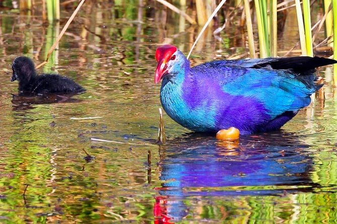 Kalametiya Bird Sanctuary Catamaran Bird Watching Tour - Reaching Kalametiya From Galle