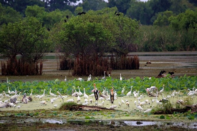 Kalametiya Bird Sanctuary Catamaran Bird Watching Tour - Two to Three Hours Watching Birds by Catamaran