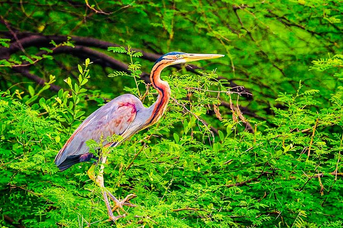 Kalametiya Bird Sanctuary Catamaran Bird Watching Tour - Why the Private Format Matters