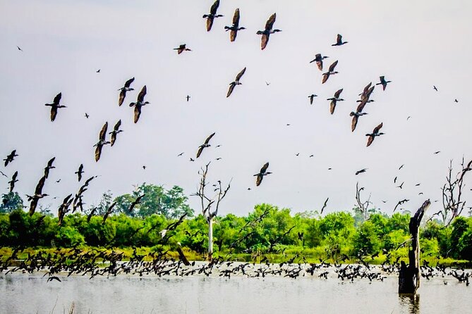 Kalametiya Bird Sanctuary Catamaran Bird Watching Tour - What the Three to Five Hours Really Include