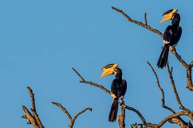 Kalametiya Bird Sanctuary Catamaran Bird Watching Tour - What Makes Kalametiya a Good Birding Stop
