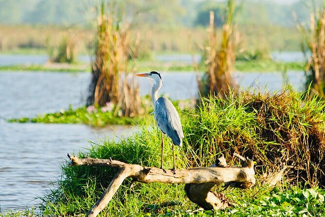 Kalametiya Bird Sanctuary Catamaran Bird Watching Tour - Catamaran or Paddle Experience?