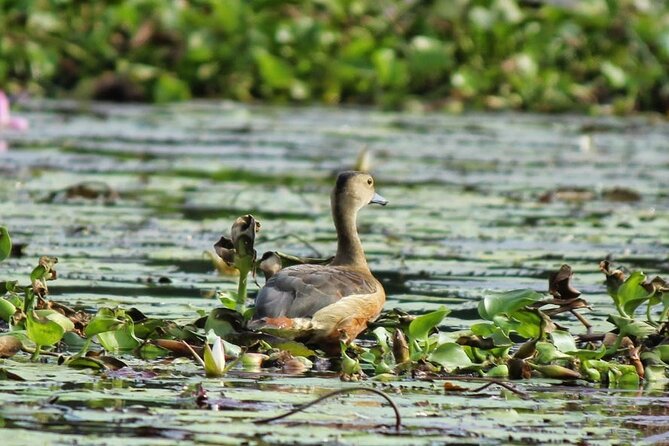 Kalametiya Bird Sanctuary Catamaran Bird Watching Tour - Transport, Comfort, and Practical Details