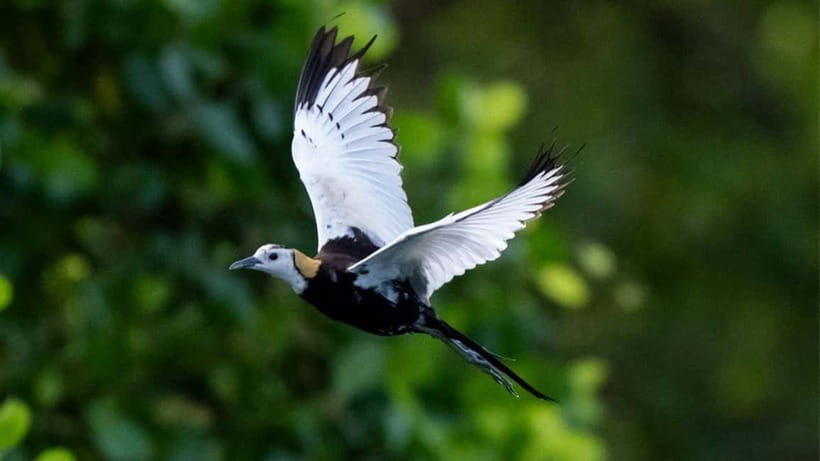 Kalametiya Sanctuary: Bird Watching by Private Boat Tour - Key points at a glance