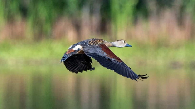 Kalametiya Sanctuary: Bird Watching by Private Boat Tour - A quiet start on Kalametiya’s lagoon