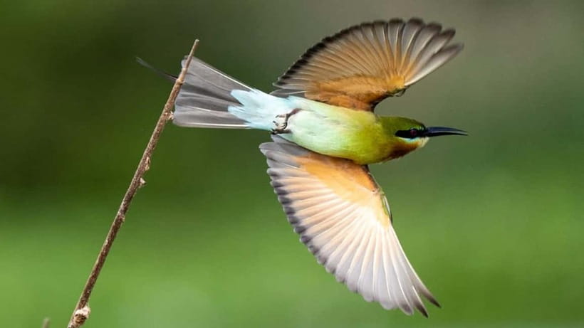 Kalametiya Sanctuary: Bird Watching by Private Boat Tour - The birds you may see along the way