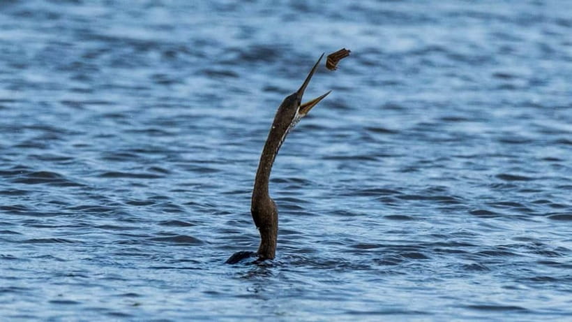 Kalametiya Sanctuary: Bird Watching by Private Boat Tour - Why the silent boat matters