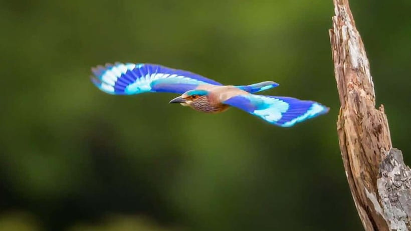 Kalametiya Sanctuary: Bird Watching by Private Boat Tour - Morning light or a sunset cruise