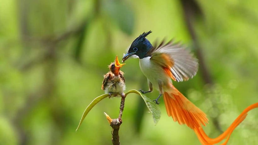 Kalametiya Sanctuary: Bird Watching by Private Boat Tour - What the two-hour route feels like