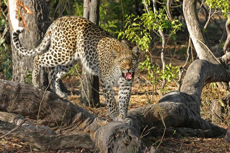 Kandy: 4-Day Sri Lanka Full Circle Private Tour To Colombo - A four-day route that covers half the island