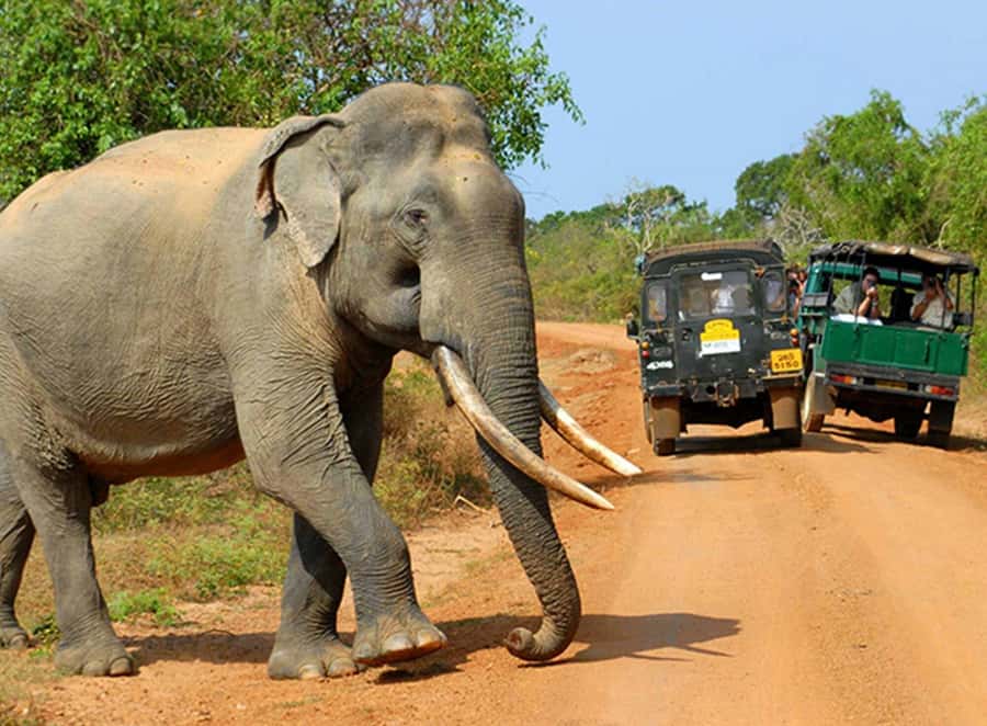 Kandy: 4-Day Sri Lanka Full Circle Private Tour To Colombo - What the $695 price really covers