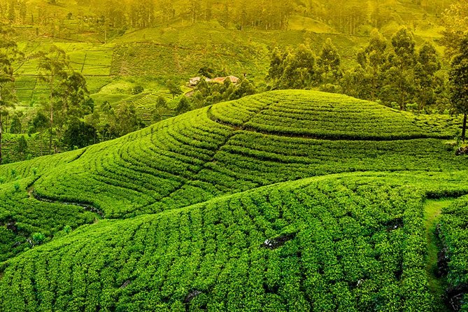Kandy and Pinnawala Private Day Tour from Colombo/Negombo - Pinnawala for roughly two hours