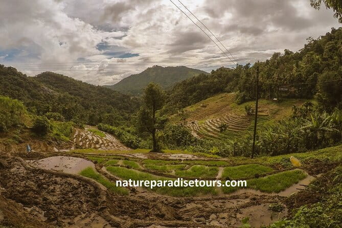 Kandy City Tour in a TukTuk - Tea at Embilmeegama brings the hills into focus